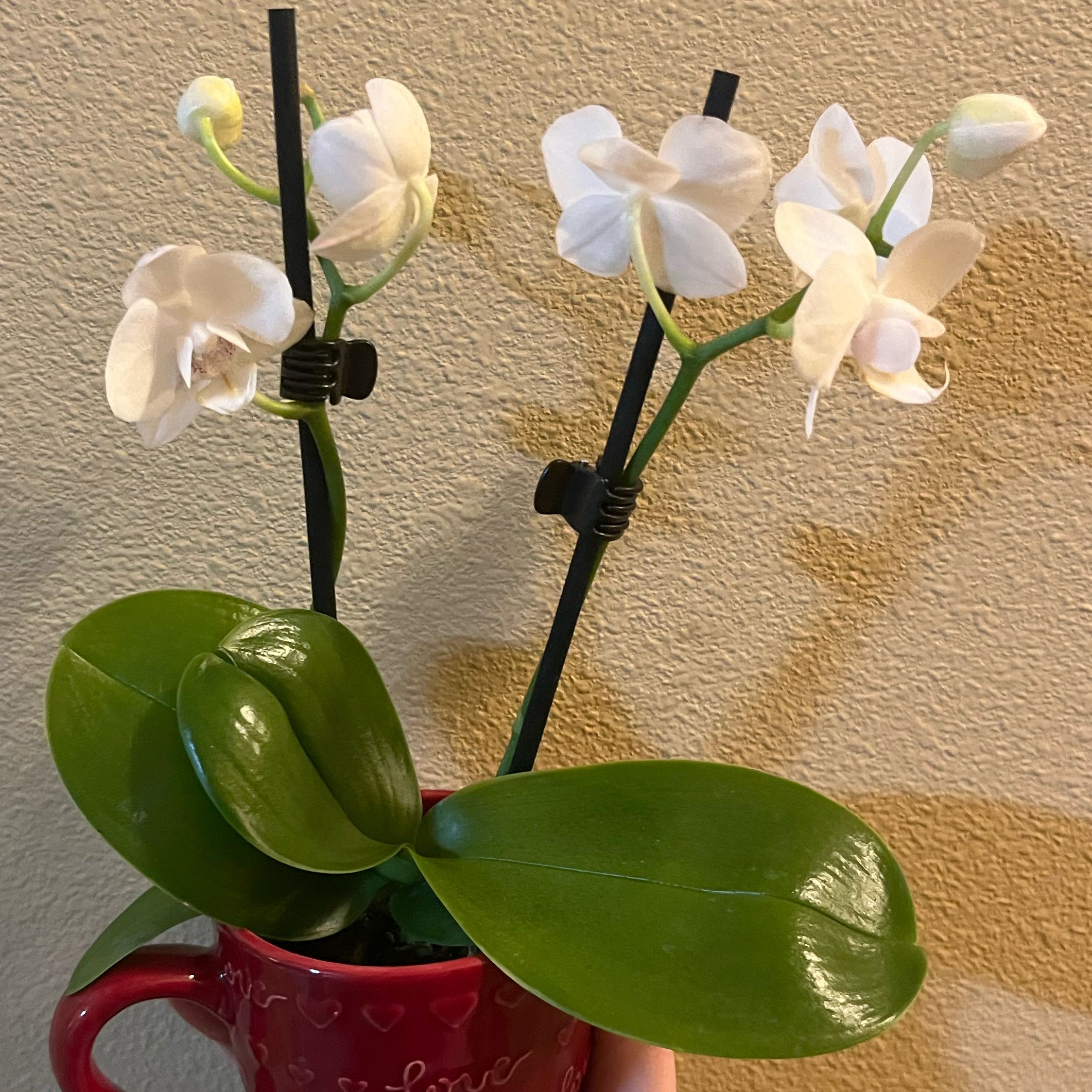 Photo of the plant species White Apple Moth Orchid by @PeppyLacefern23 named Kevin on Greg, the plant care app