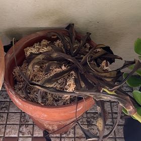 Photo of the plant species monkey cup by @BubblyBiancini named Monkey cup on Greg, the plant care app