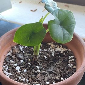 Photo of the plant species Alocacia Fornicata by @BubblyBiancini named Nithin on Greg, the plant care app