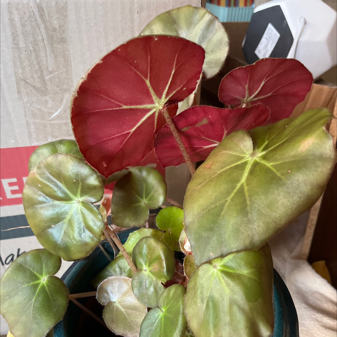 Photo of the plant species Beefsteak Begonia by @BubblyBiancini named Beefsteak on Greg, the plant care app