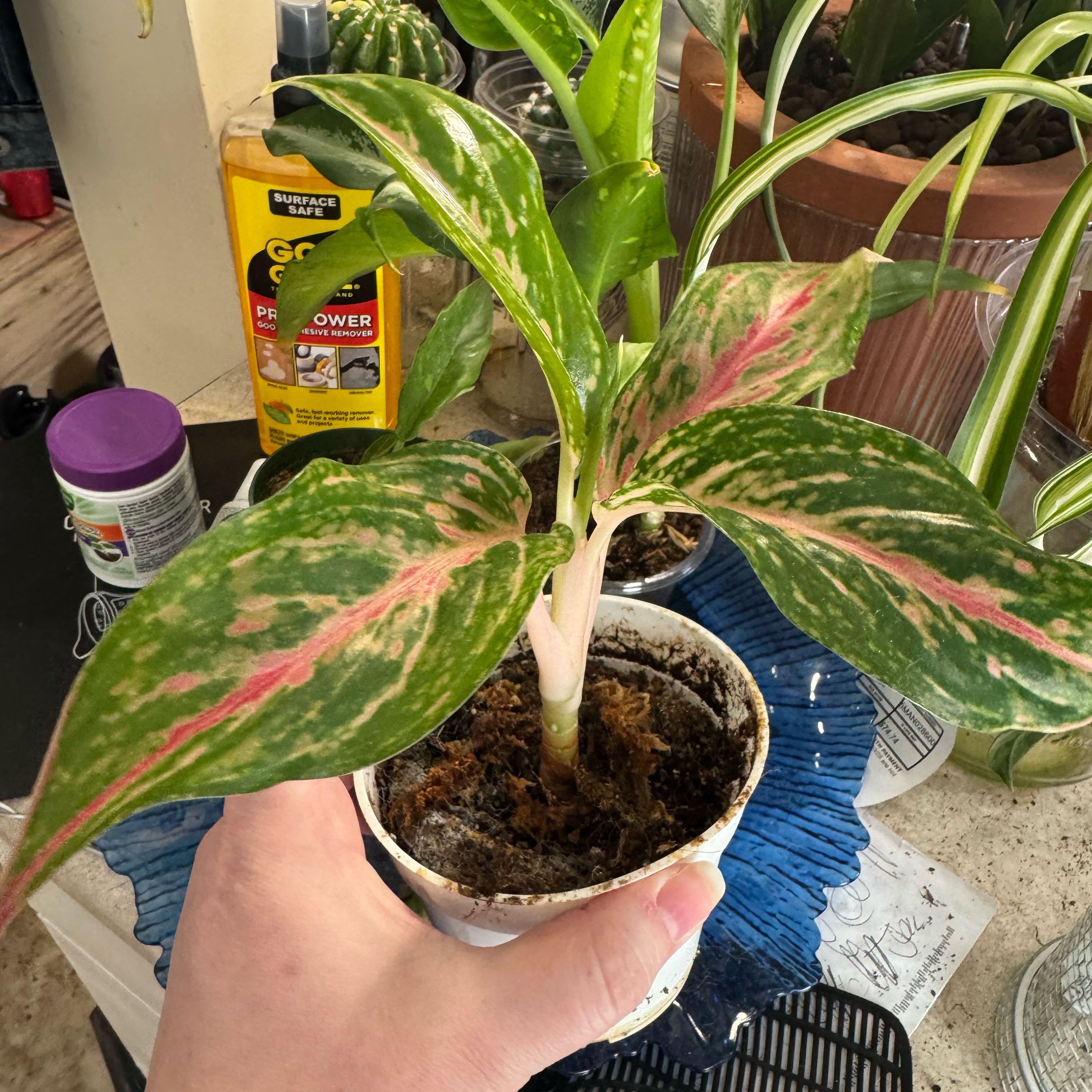 Photo of the plant species Aglaonema 'Sparkling Sarah' by @MerryCalathea28 named Naomi on Greg, the plant care app