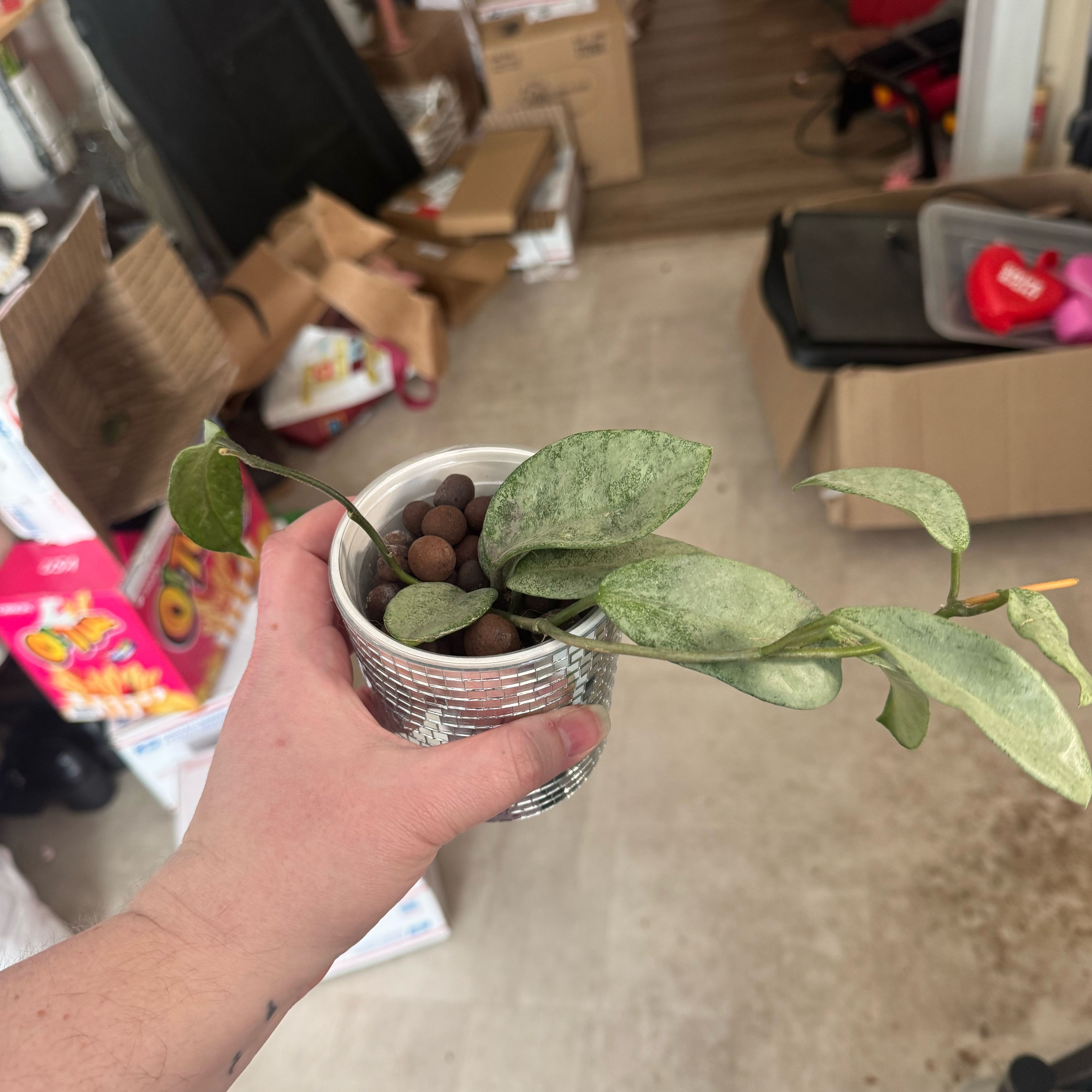 Photo of the plant species Hoya nova by @MerryCalathea28 named Surya on Greg, the plant care app