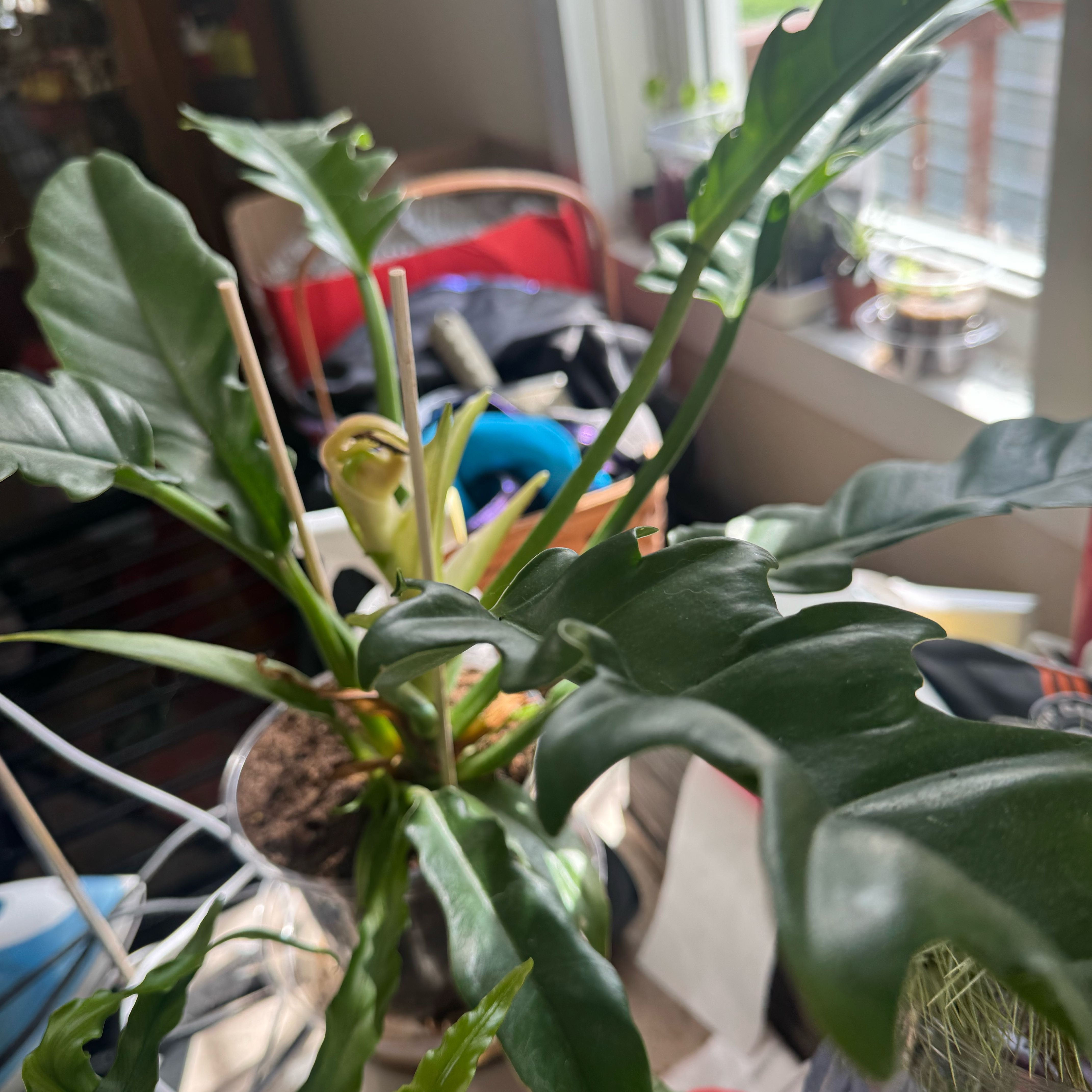 Photo of the plant species Tiger Tooth Philodendron by @MerryCalathea28 named Darwin on Greg, the plant care app