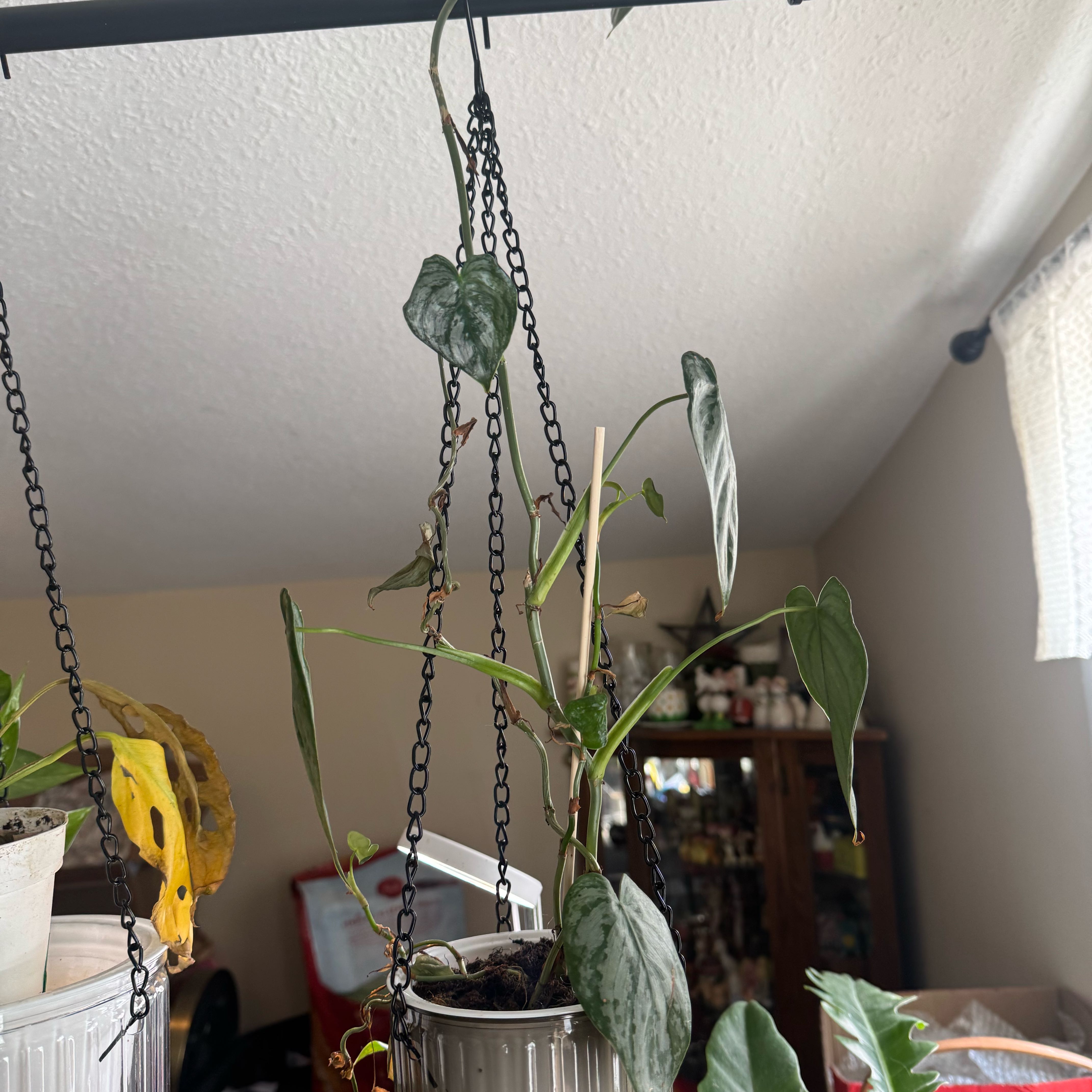 Photo of the plant species Philodendron Brantianum by @MerryCalathea28 named Harper on Greg, the plant care app