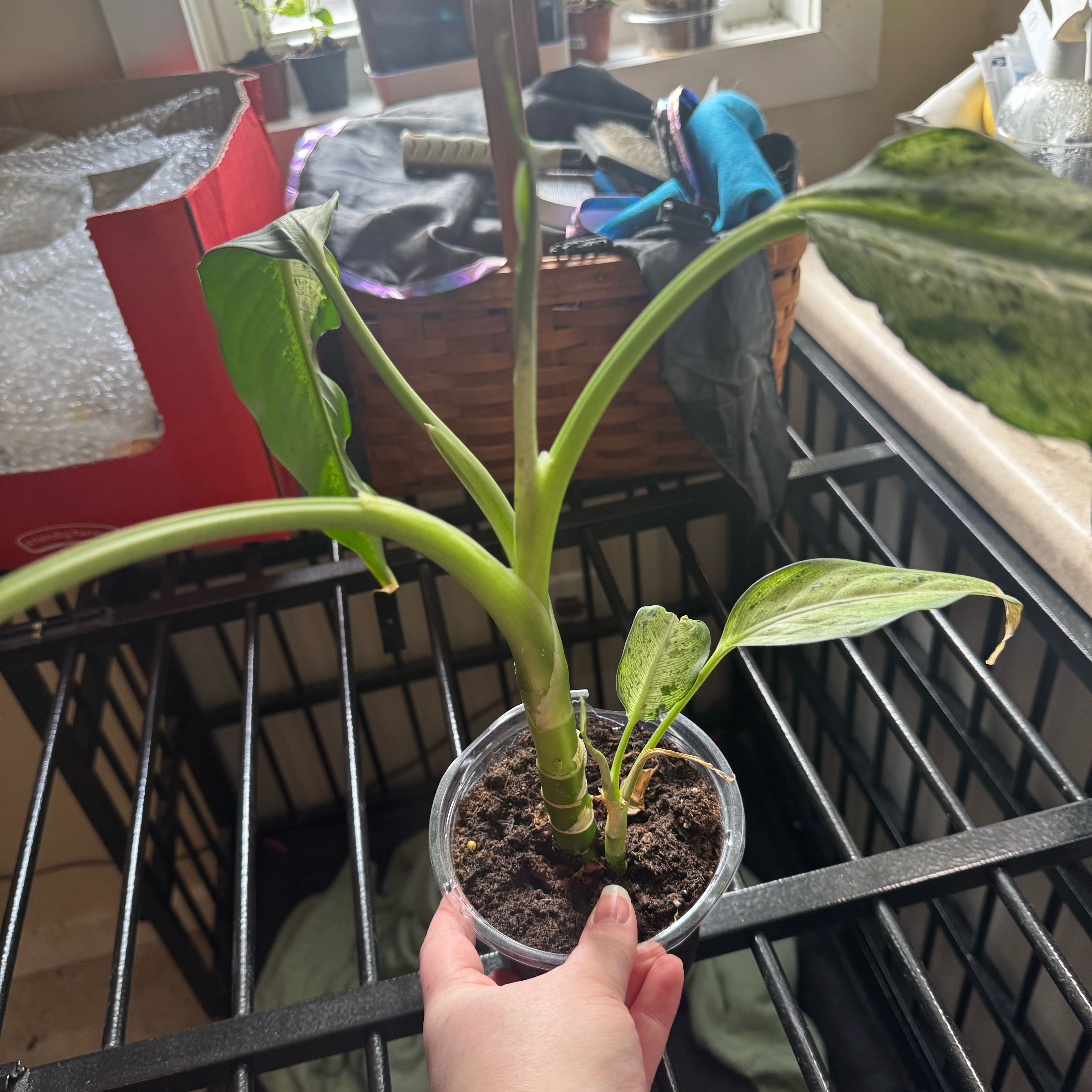 Photo of the plant species Dieffenbachia 'Camouflage' by @MerryCalathea28 named Orwell on Greg, the plant care app