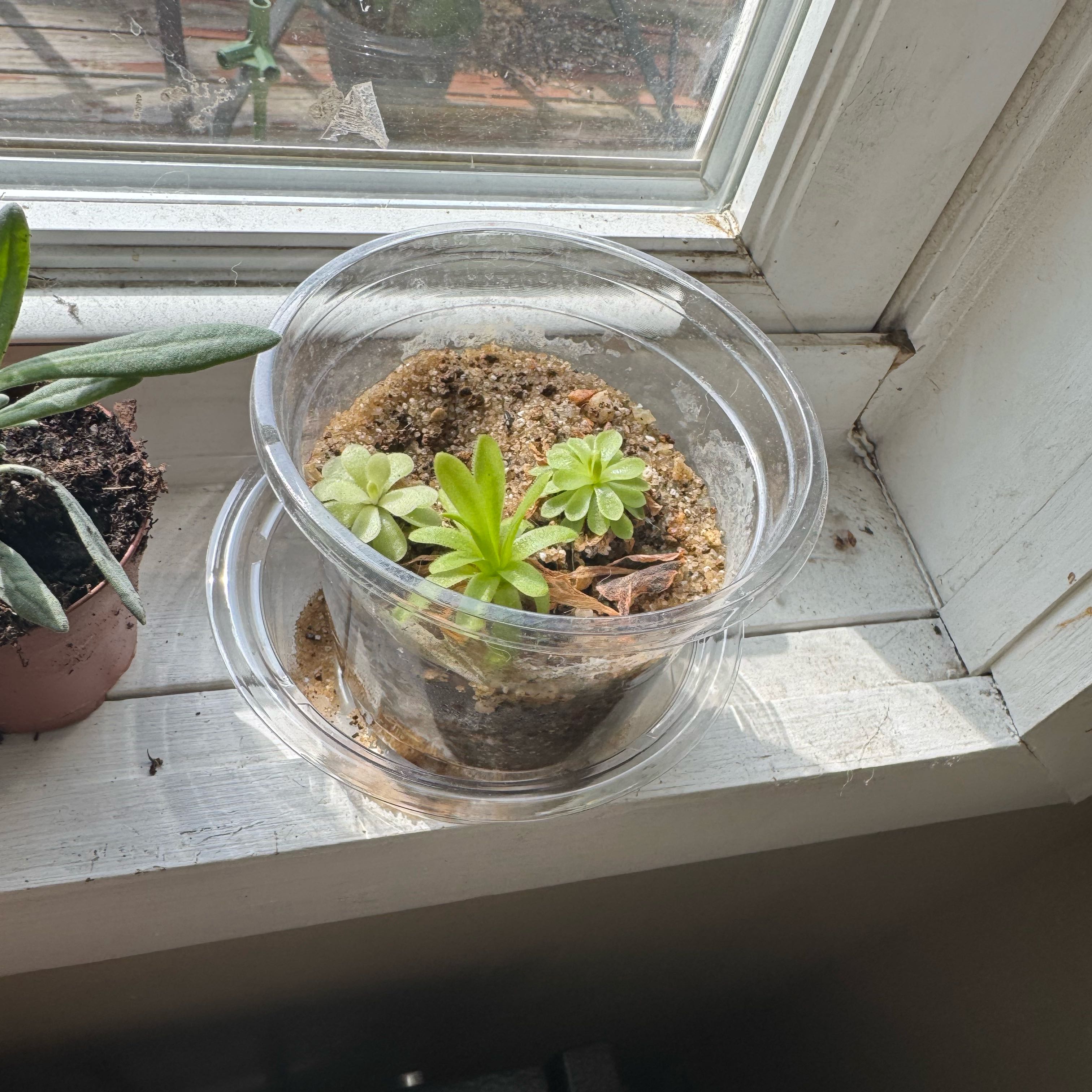 Photo of the plant species Mexican Butterwort by @MerryCalathea28 named Sonora on Greg, the plant care app