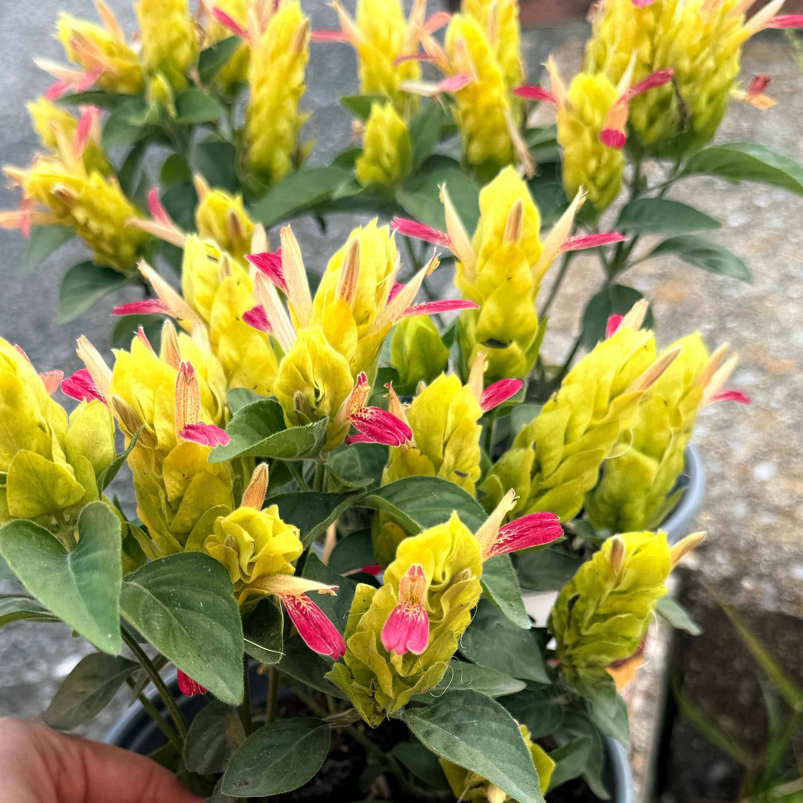 Photo of the plant species Shrimp Plant by @ArtisteWorm71 named Pax on Greg, the plant care app
