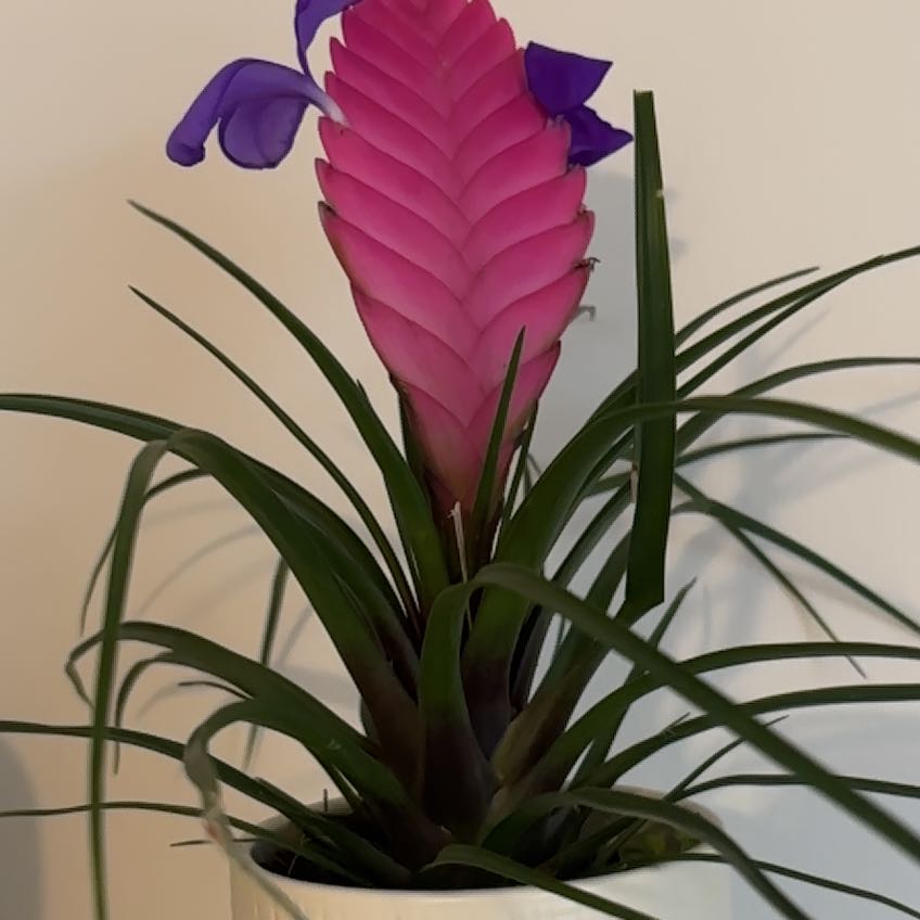 Photo of the plant species Pink Quill by @JoyousOxlip57 named Rose on Greg, the plant care app