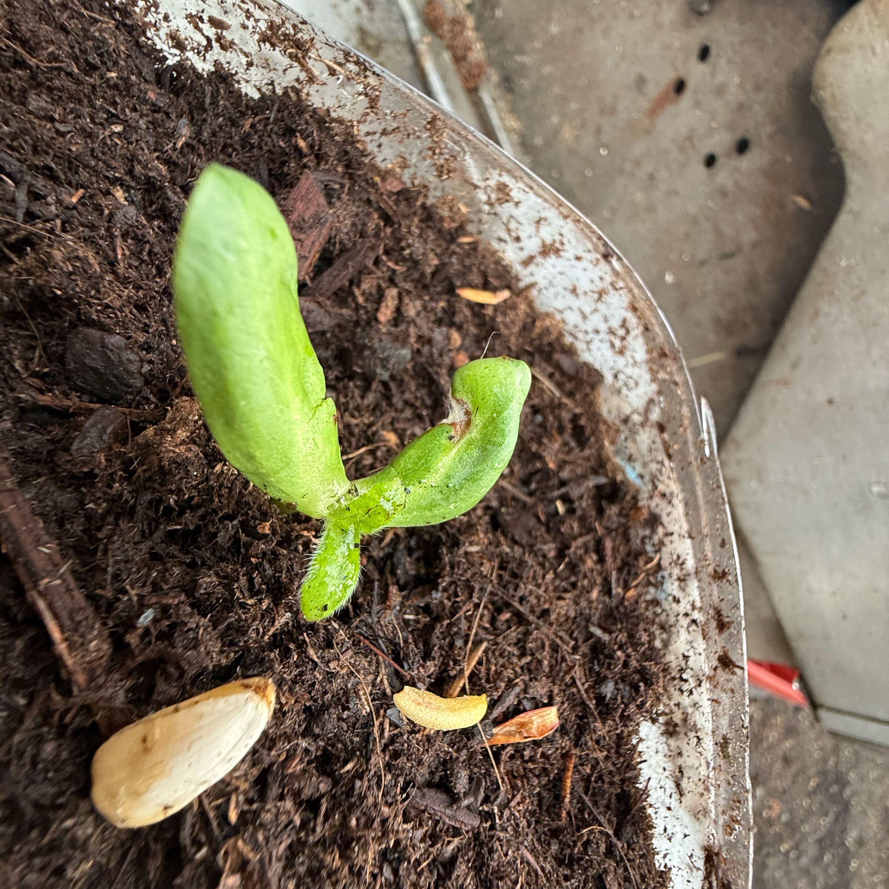 Photo of the plant species Common Sunflower 'Russian Mammoth' by @YeveJicaro43 named Orwell on Greg, the plant care app