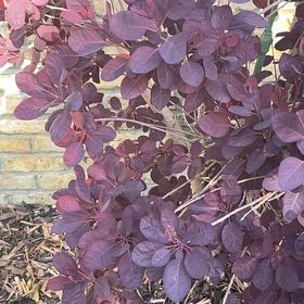 Photo of the plant species Smokebush by @RestfulOakfern named Navajo on Greg, the plant care app