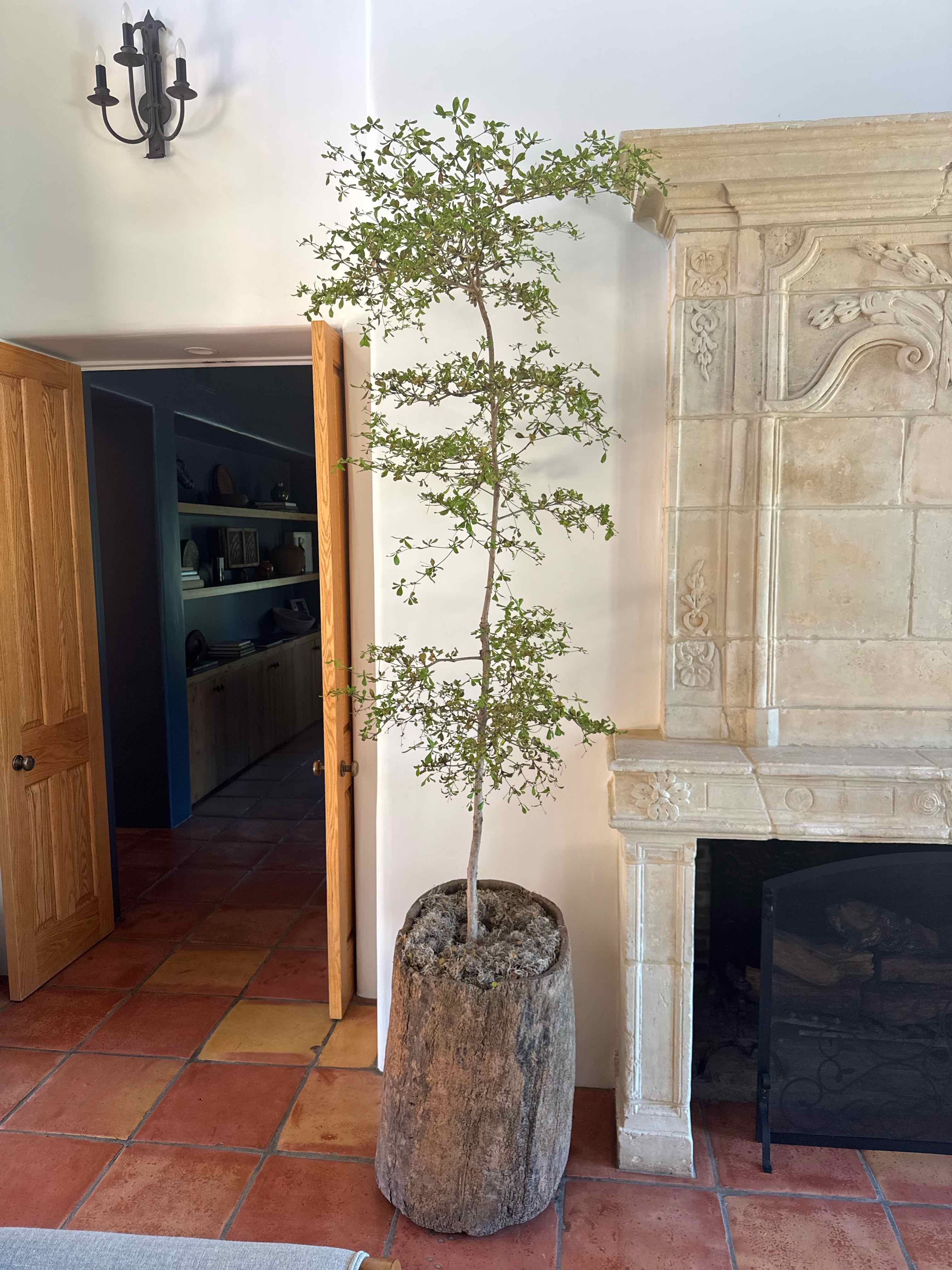 Photo of the plant species Black Olive Tree by @Mchilln named Kylie on Greg, the plant care app