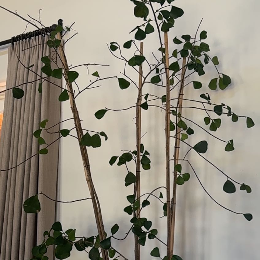 Photo of the plant species Ficus Triangularis by @Mchilln named Sanders on Greg, the plant care app