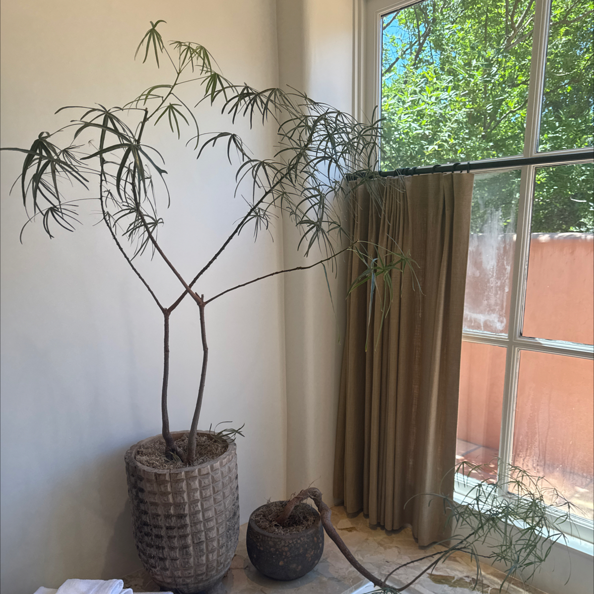Photo of the plant species Queensland Bottle Tree by @Mchilln named Lola on Greg, the plant care app