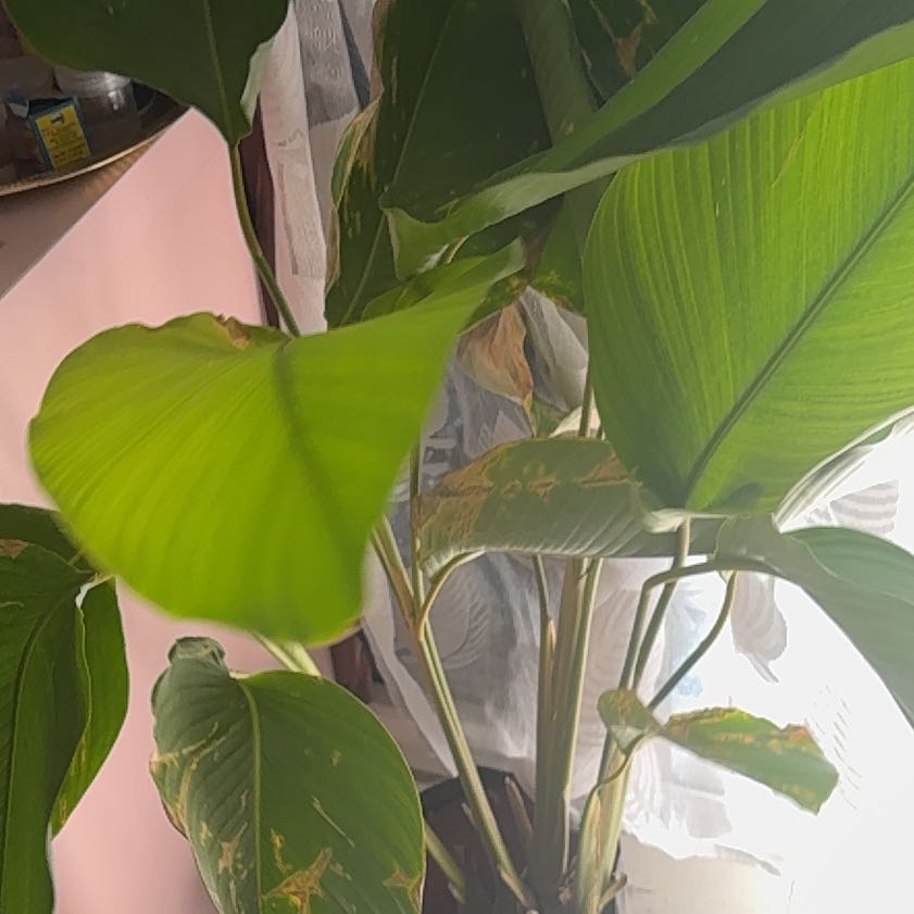 Photo of the plant species Parrot's Plantain by @MaternalDill92 named Pax on Greg, the plant care app