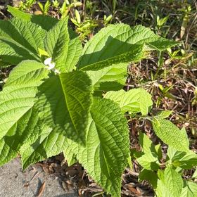 Photo of the plant species Beautyberry by @BetterPandan72 named Clooney on Greg, the plant care app