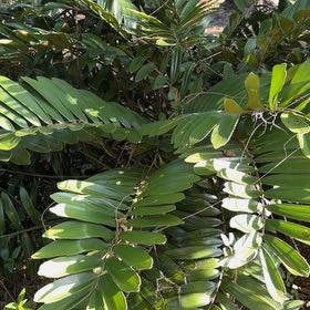 Photo of the plant species Cardboard Palm by @BetterPandan72 named Kardashian on Greg, the plant care app