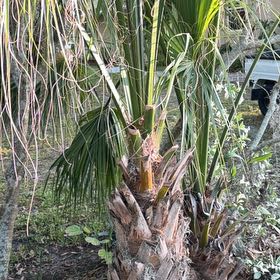 Photo of the plant species Blue Palmetto by @BetterPandan72 named Denali on Greg, the plant care app