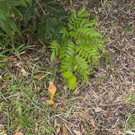 Photo of the plant species Common Honeylocust by @BetterPandan72 named Wall-E on Greg, the plant care app