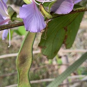 Photo of the plant species Orchid Tree by @BetterPandan72 named Shakira on Greg, the plant care app