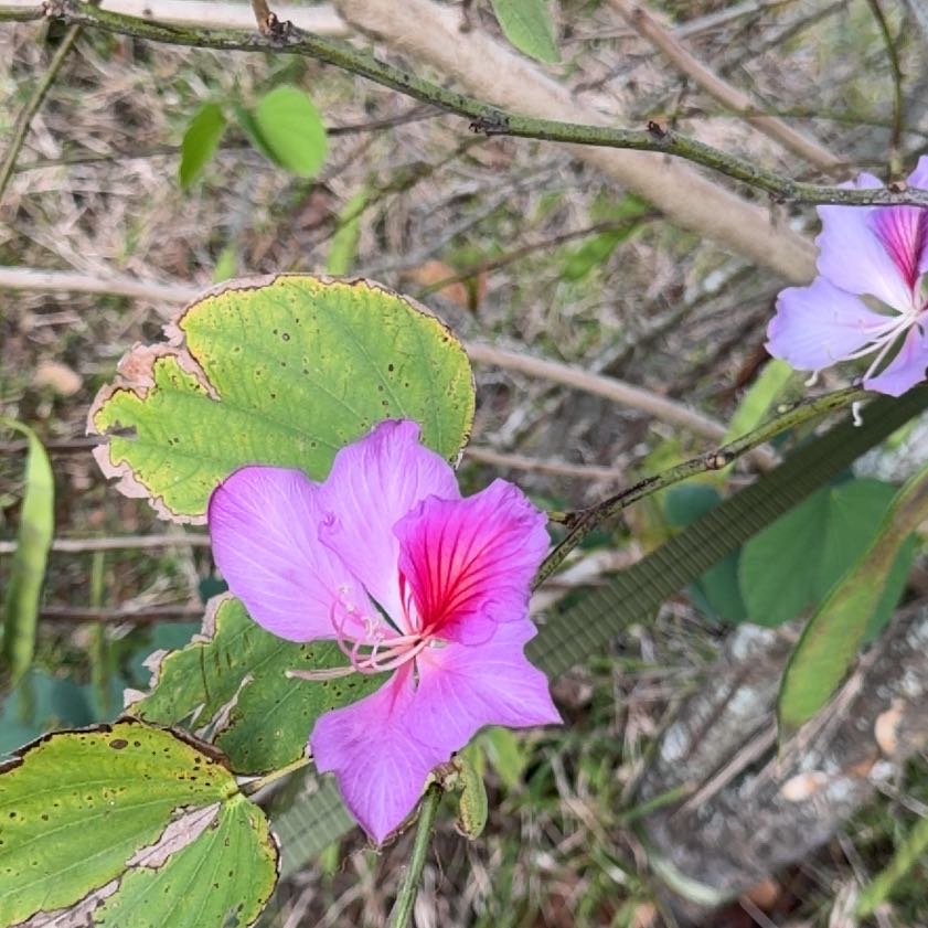 Photo of the plant species Orchid Tree by @BetterPandan72 named Muhammad Ali on Greg, the plant care app
