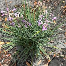 Photo of the plant species Society Garlic by @BriskBlueoak29 named Khaleesi on Greg, the plant care app