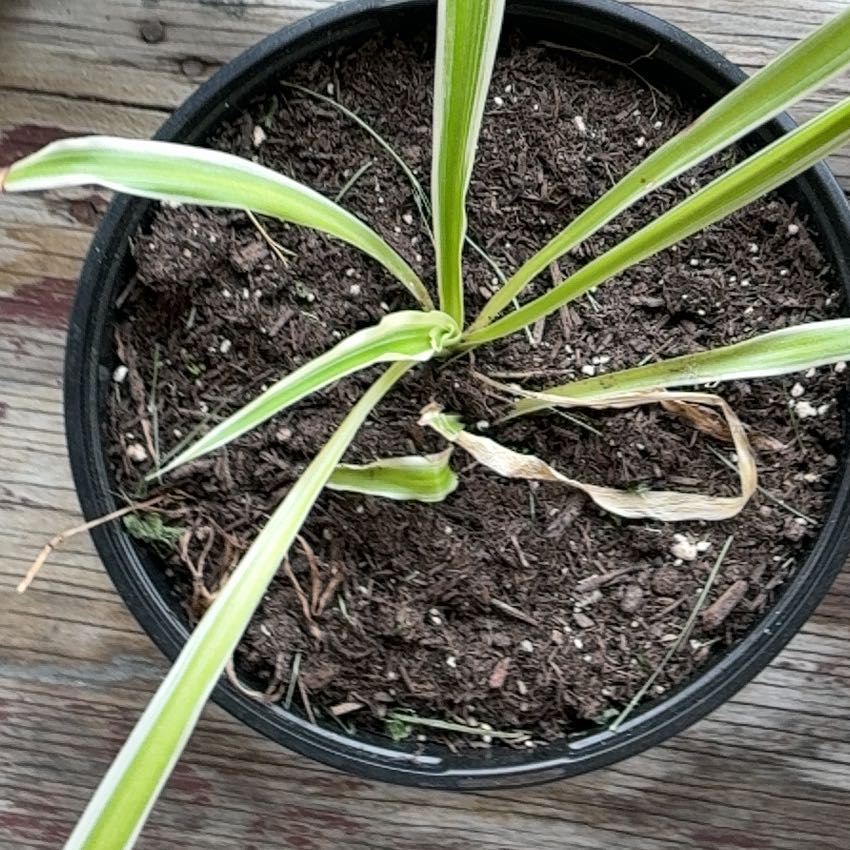 Photo of the plant species Red Mangrove by @YesFeverfew40 named Lebron on Greg, the plant care app