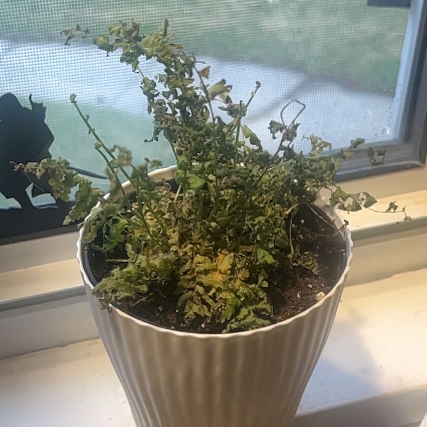 Photo of the plant species Green Fantasy Fern by @KeyApiastrum96 named Carlisle on Greg, the plant care app