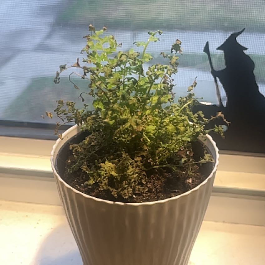 Photo of the plant species Green Fantasy Fern by @KeyApiastrum96 named Charlie on Greg, the plant care app
