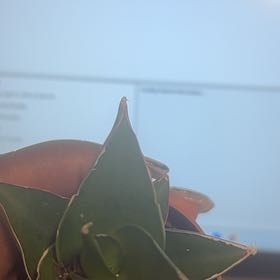 Photo of the plant species Agave Raksasa by @GutsyMizuna23 named Gobi on Greg, the plant care app