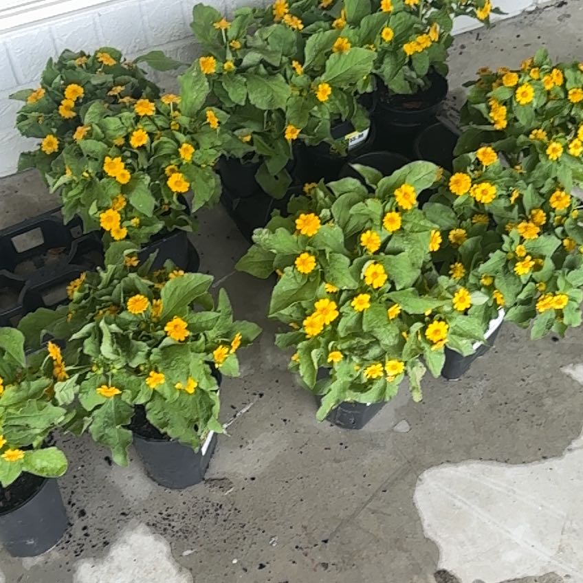 Photo of the plant species Golden-Knee by @JuicySoursop78 named Kendall on Greg, the plant care app