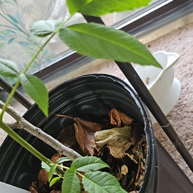 Photo of the plant species European Ash by @RulerLychee41 named Aria on Greg, the plant care app