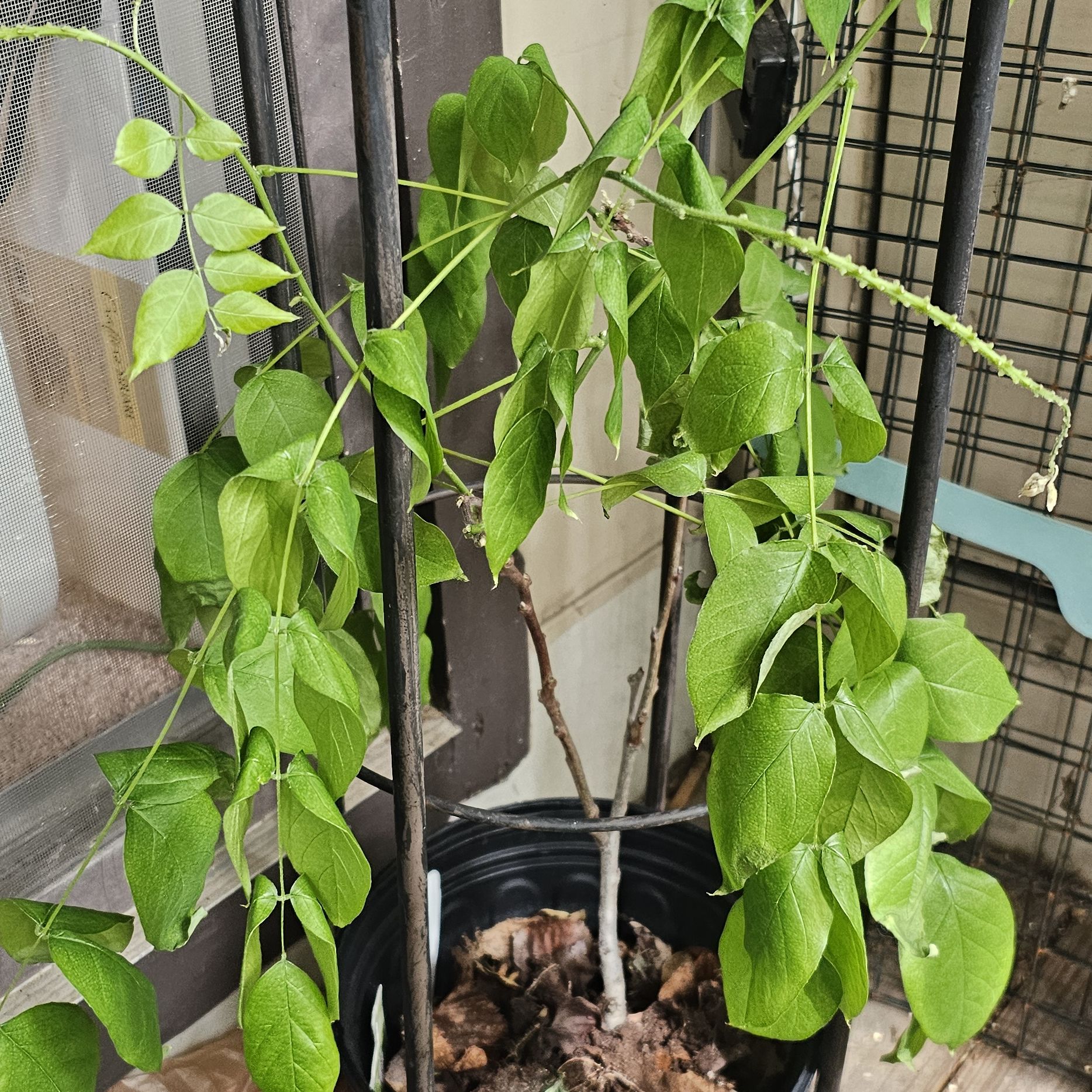 Photo of the plant species American Wisteria by @RulerLychee41 named Baby Blues on Greg, the plant care app