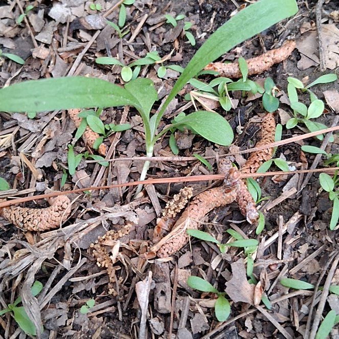 Photo of the plant species Carolina Springbeauty by @HeadVeilwort65 named The Colony on Greg, the plant care app