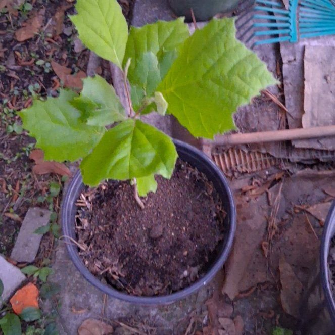 Photo of the plant species American Sycamore by @HeadVeilwort65 named Seemore on Greg, the plant care app