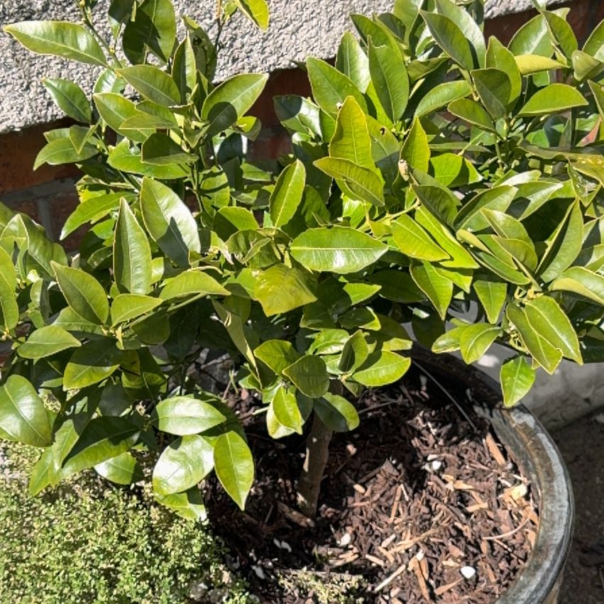 Photo of the plant species Oval kumquat by @BreezyPilea93 named Prince on Greg, the plant care app
