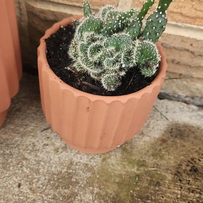 Photo of the plant species Tuna Cristata by @ReallyDidelta11 named Foxxy on Greg, the plant care app