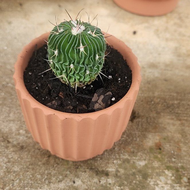 Photo of the plant species Tepenexcomitl by @ReallyDidelta11 named da Vinci on Greg, the plant care app