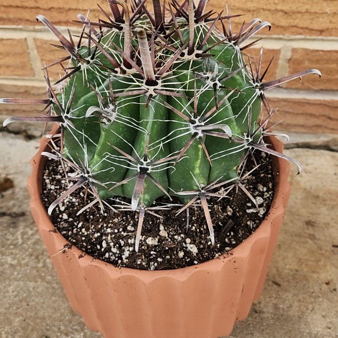 Photo of the plant species Barrel Cactus by @ReallyDidelta11 named Darwin on Greg, the plant care app