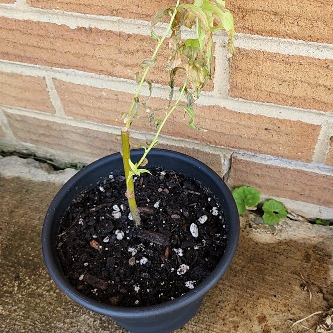 Photo of the plant species Weeping Willow Bonsai Tree by @ReallyDidelta11 named Marilyn on Greg, the plant care app