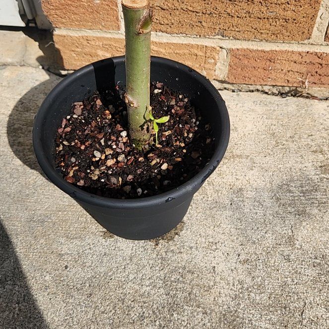 Photo of the plant species Weeping Willow Bonsai Tree by @ReallyDidelta11 named Bella on Greg, the plant care app