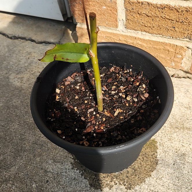 Photo of the plant species Weeping Willow Bonsai Tree by @ReallyDidelta11 named Coco on Greg, the plant care app