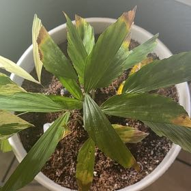 Photo of the plant species Fishtail Palm by @FunEndive48 named Peter Parker on Greg, the plant care app