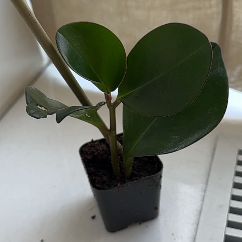 Photo of the plant species New Zealand Broadleaf by @HotAgboy41 named Coco on Greg, the plant care app