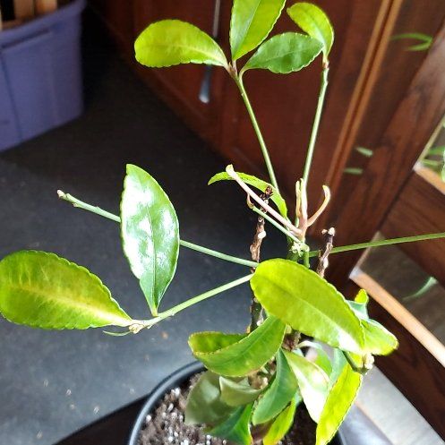 Photo of the plant species Christmas Berry by @SpeedyGray92 named Harmony on Greg, the plant care app