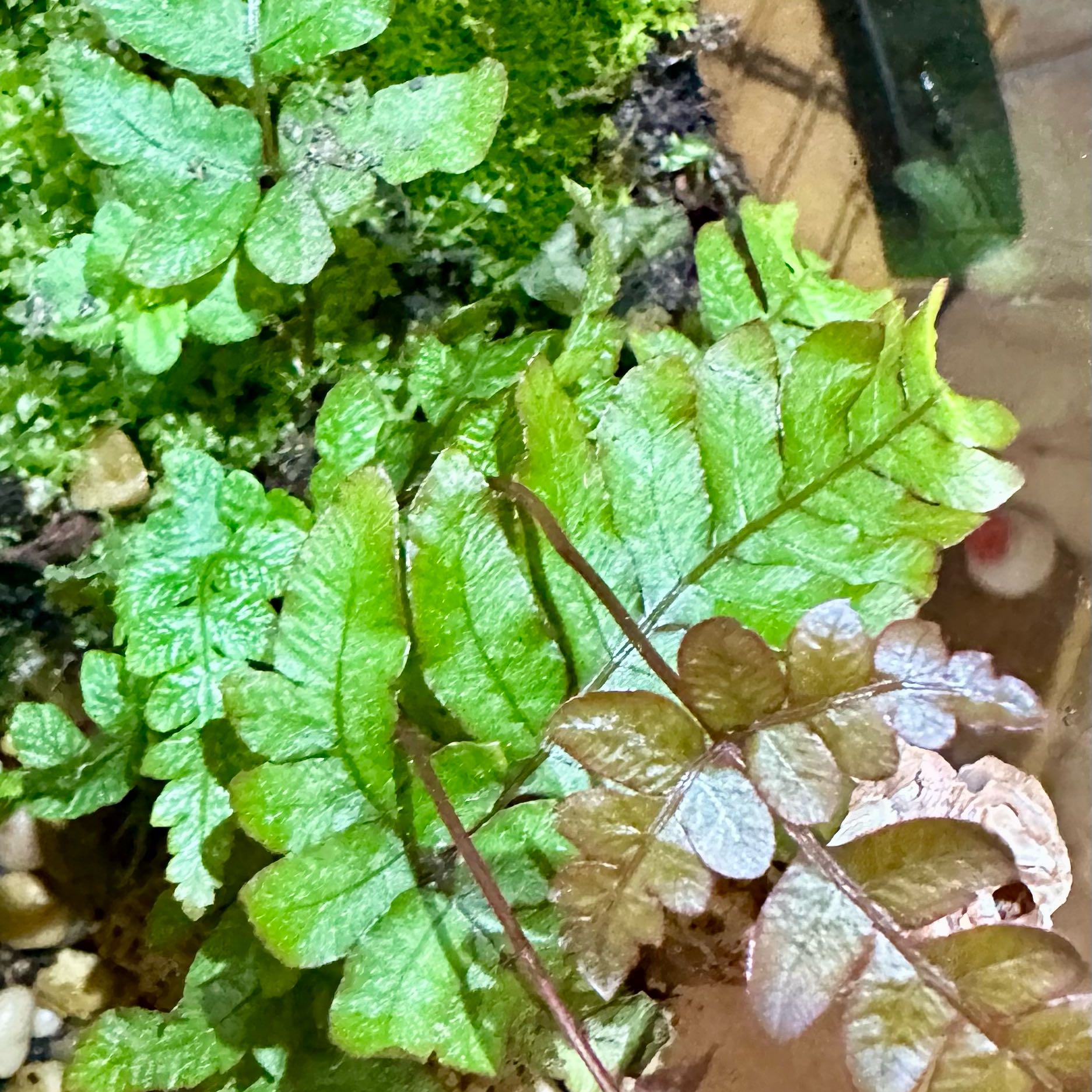 Photo of the plant species Pentagramma triangularis by @AceMossfern52 named Leaf Erickson on Greg, the plant care app