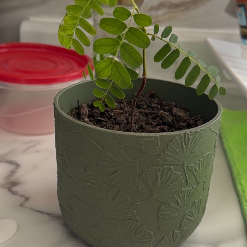 Photo of the plant species Caesalpinia Mexicana by @ContentAnacua4 named Sol on Greg, the plant care app