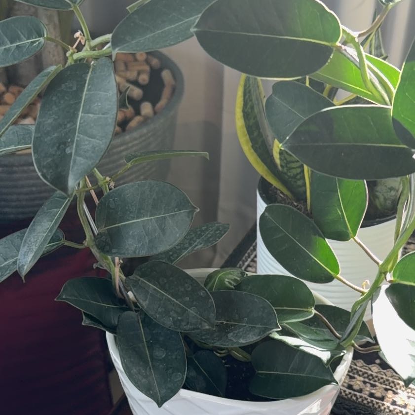 Photo of the plant species Variegated Madagascar Jasmine by @HeroMingfern92 named Nithin on Greg, the plant care app