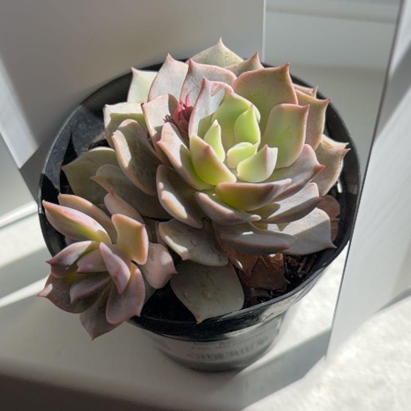 Photo of the plant species Angel Kissed by @LaidbackDaisy85 named Gabriel on Greg, the plant care app