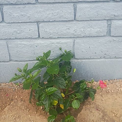 Photo of the plant species Hollywood Hibiscus 'Hot Shot' by @UnbiasedHope named Hamilton on Greg, the plant care app