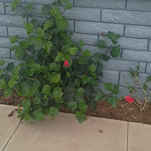 Photo of the plant species President's Red Tropical Hibiscus by @UnbiasedHope named Aristotle on Greg, the plant care app